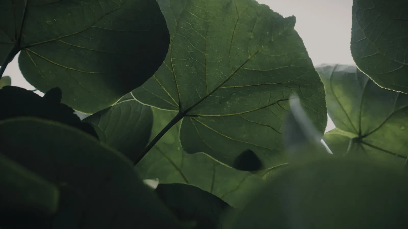 Environmental strict liability, forest fires, and what they really mean for your business